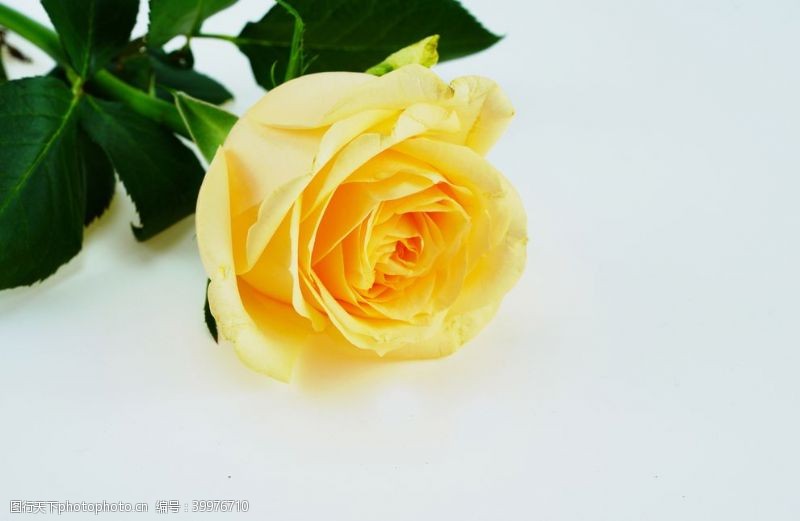 花草图案黄色玫瑰花摄影图图片