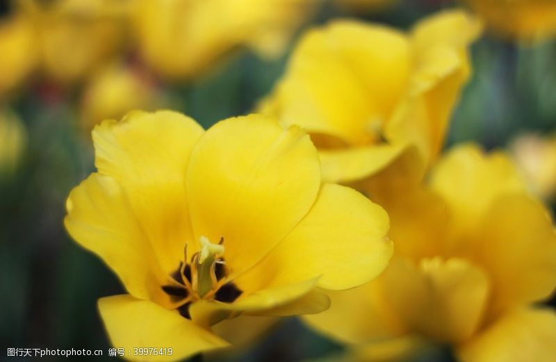美丽花朵黄色芍药花特写图片