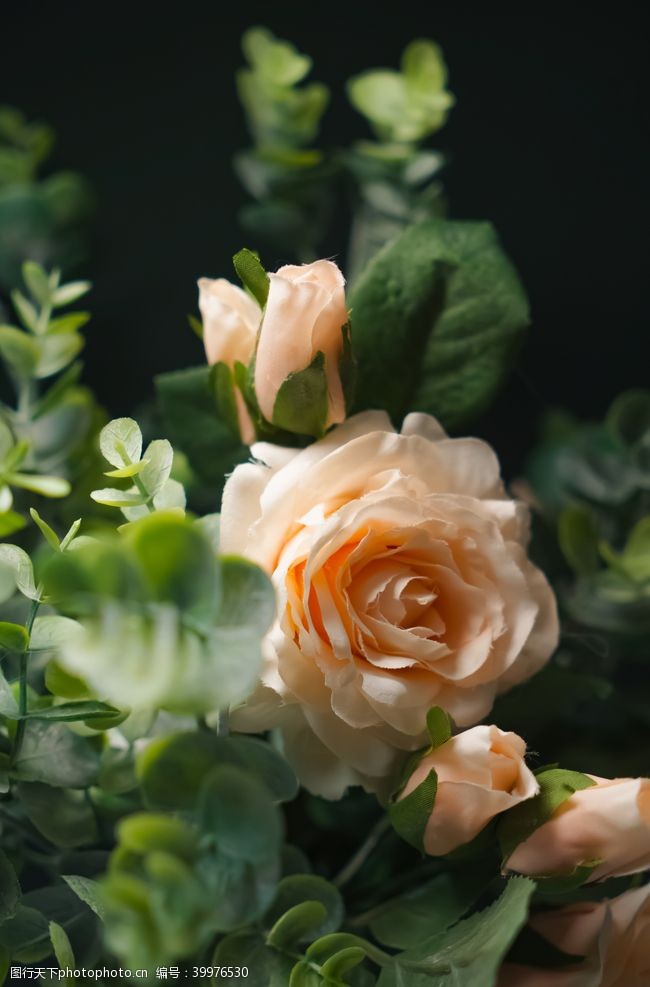 草户外玫瑰花拍摄素材图片