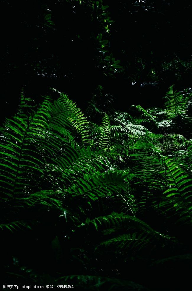 海苔蕨菜图片