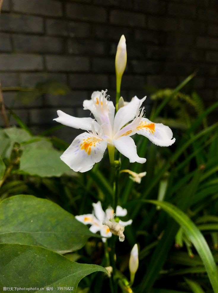 白色花朵兰花摄影图片
