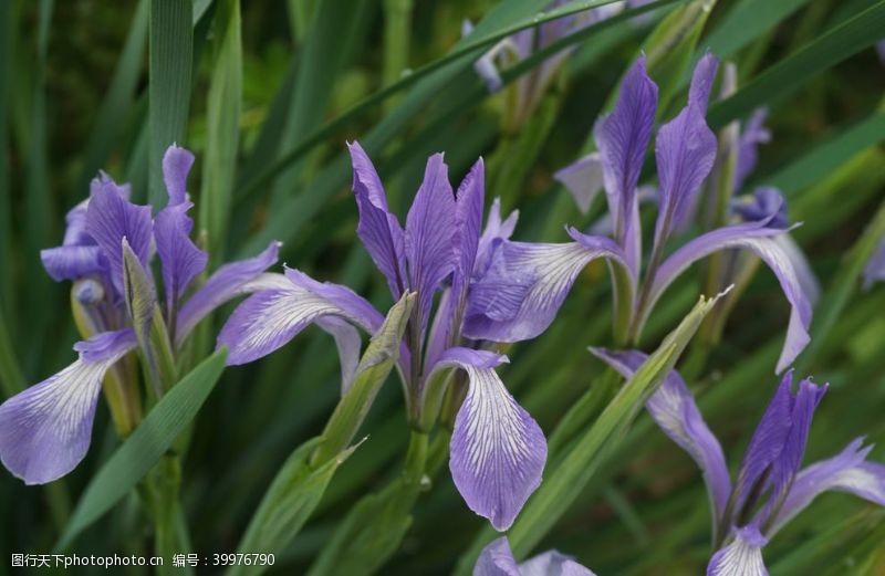 紫色花朵兰花特写图片