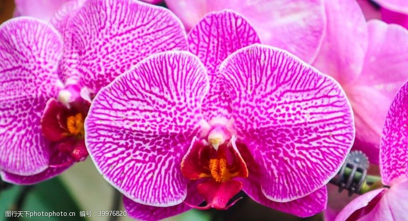 紫色花朵兰花特写图片