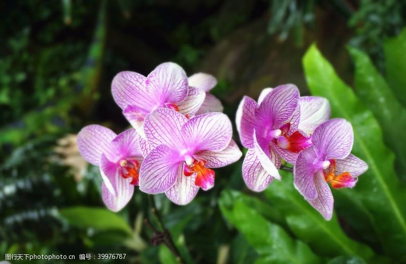 紫色花朵兰花图片