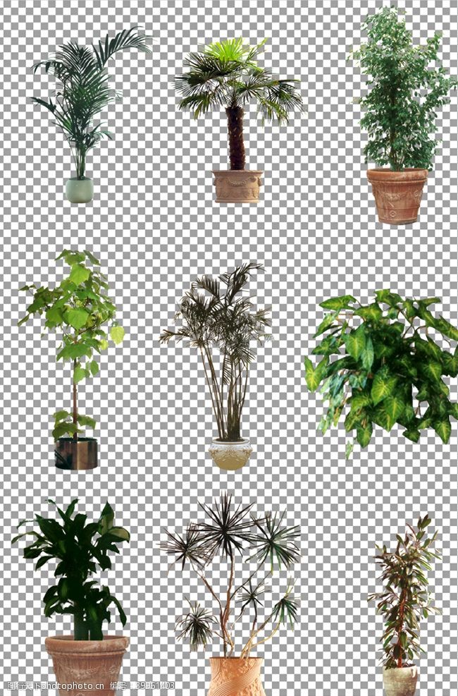 室内装饰植物绿色植物盆栽图片