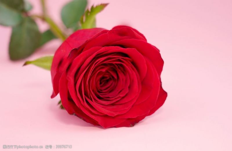 红色玫瑰花玫瑰花拍摄素材图片