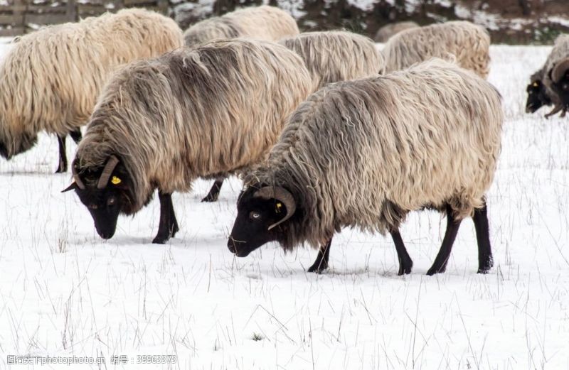 新疆草原绵羊图片