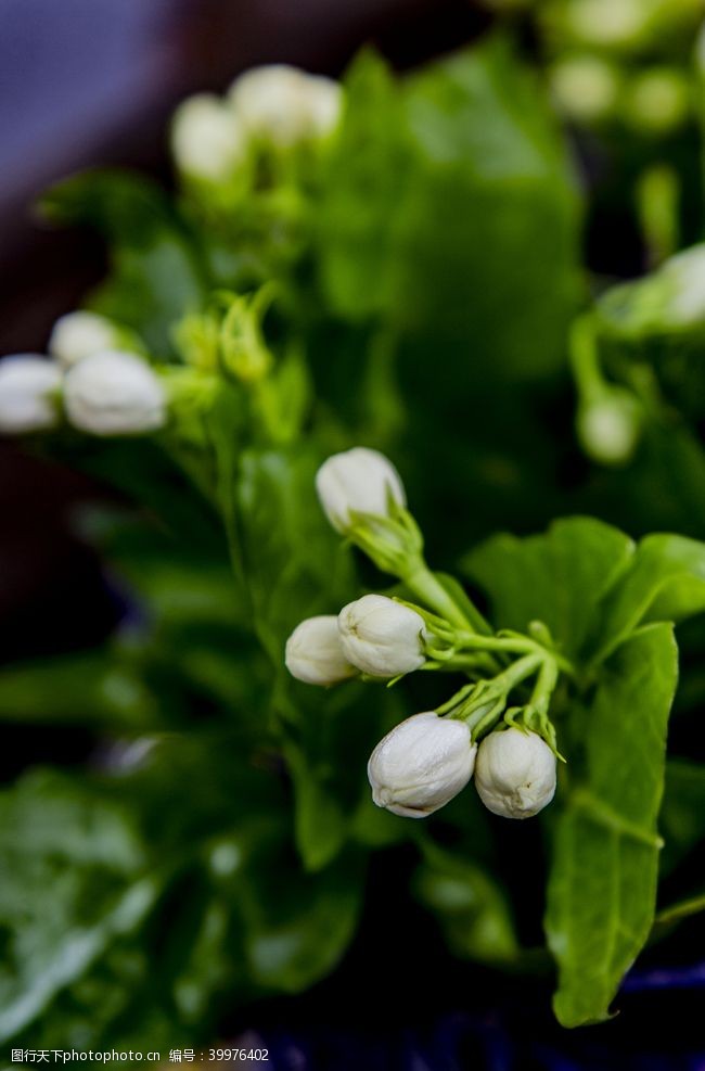 茉莉图片茉莉花花骨朵图片