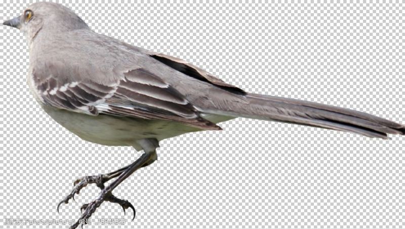 雀斑鸟图片