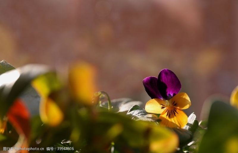 漂亮的花朵漂亮的三色堇鲜花图片