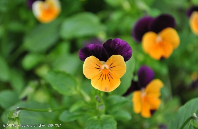 漂亮的花朵漂亮的三色堇鲜花图片