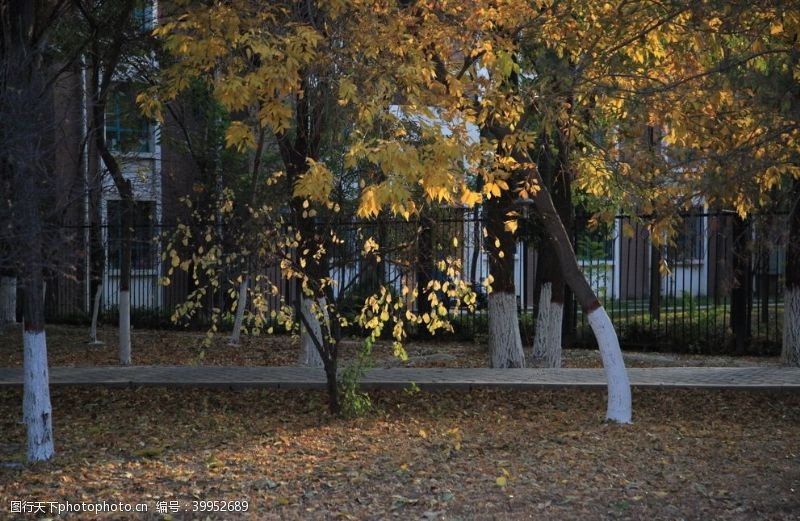 自然风景视频秋天的树叶图片