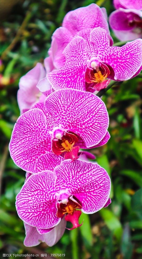 紫色花朵三多兰花摄影图片
