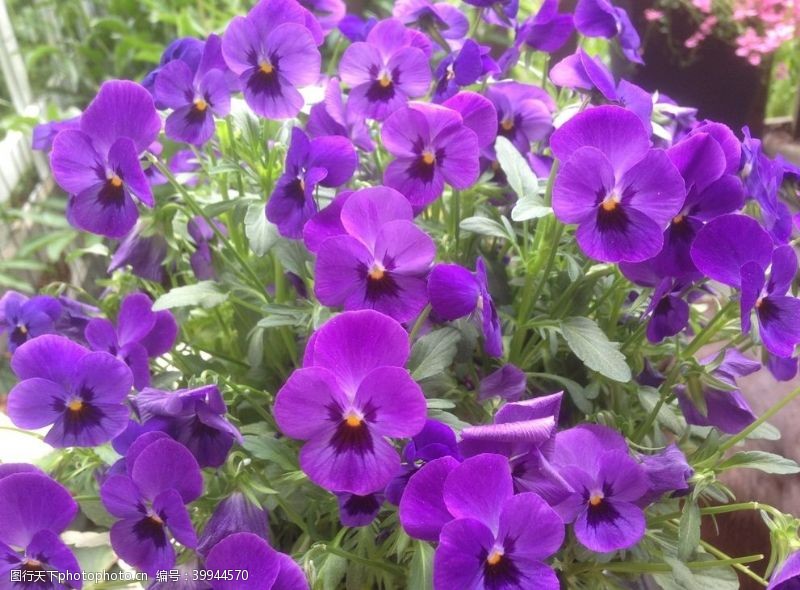 淡紫色背景三色堇花图片
