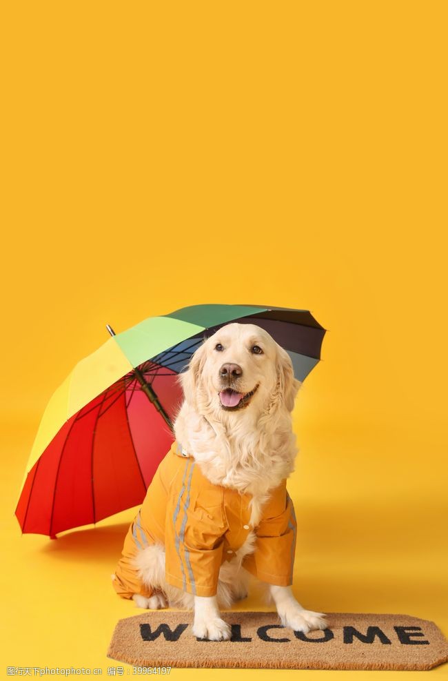 雨伞伞图片