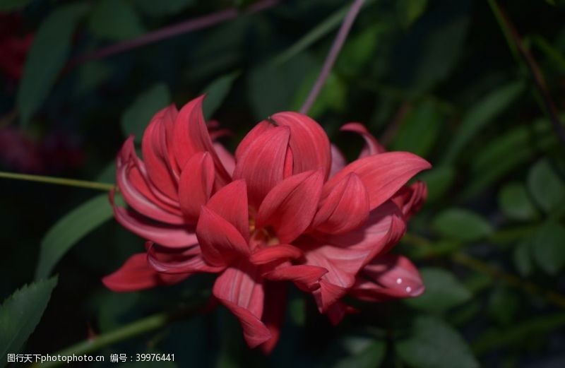 美丽花朵芍药花特写图片