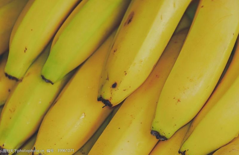 香蕉种植香蕉图片