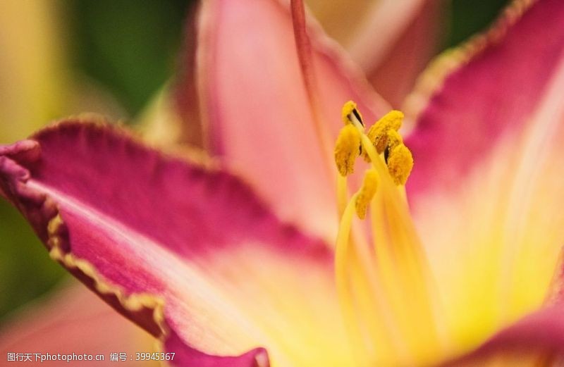 荷花瓣鲜艳的郁金香图片