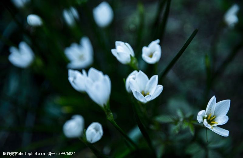 白色花朵星星点点的白色水仙花图片