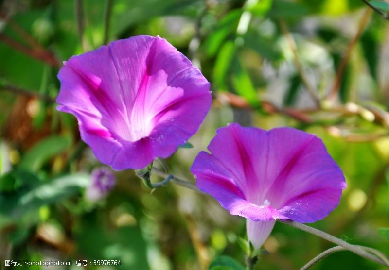 紫色花朵阳光下的牵牛花图片
