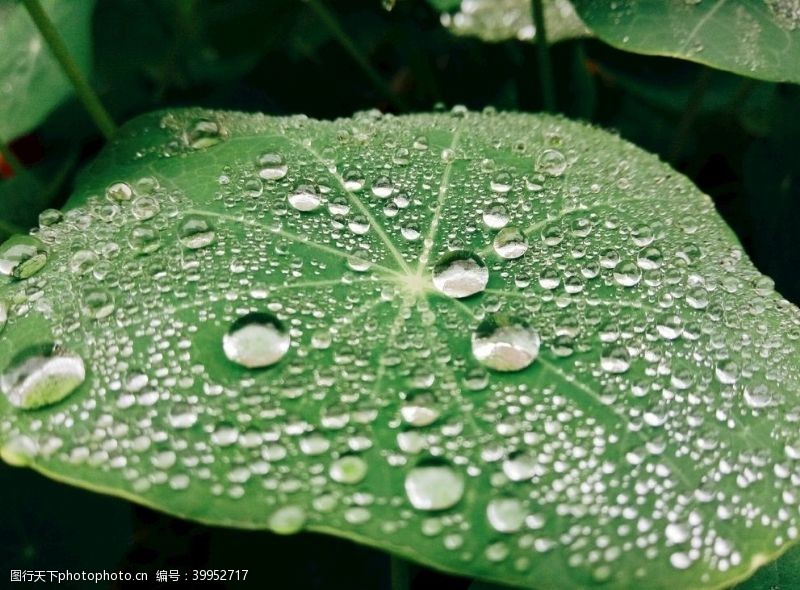 天然水晶叶子上的雨珠图片