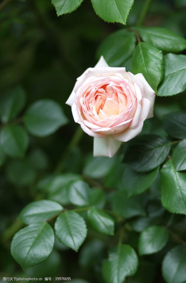 绽放一朵盛开的粉玫瑰图片