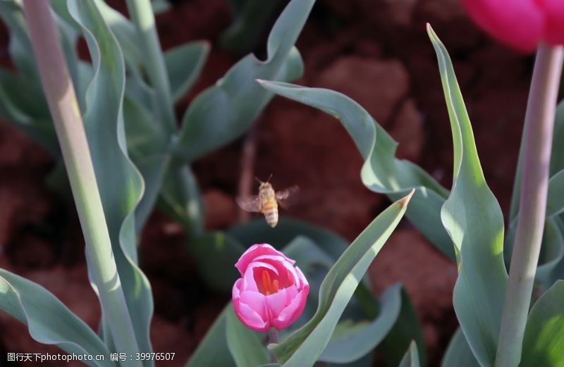 彩色的花一朵盛开的郁金香图片