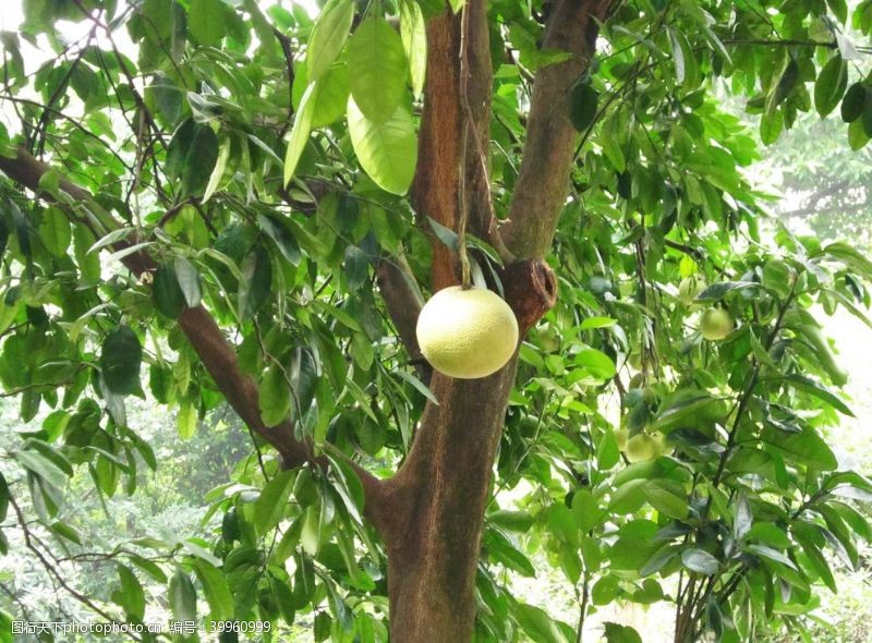 植树节背景柚子图片
