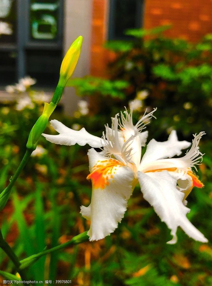 蝴蝶兰兰花植物摄影窗台下的兰花图片