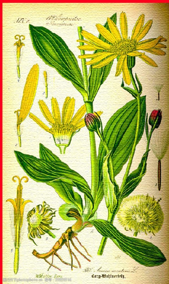 复古工笔画植物图片