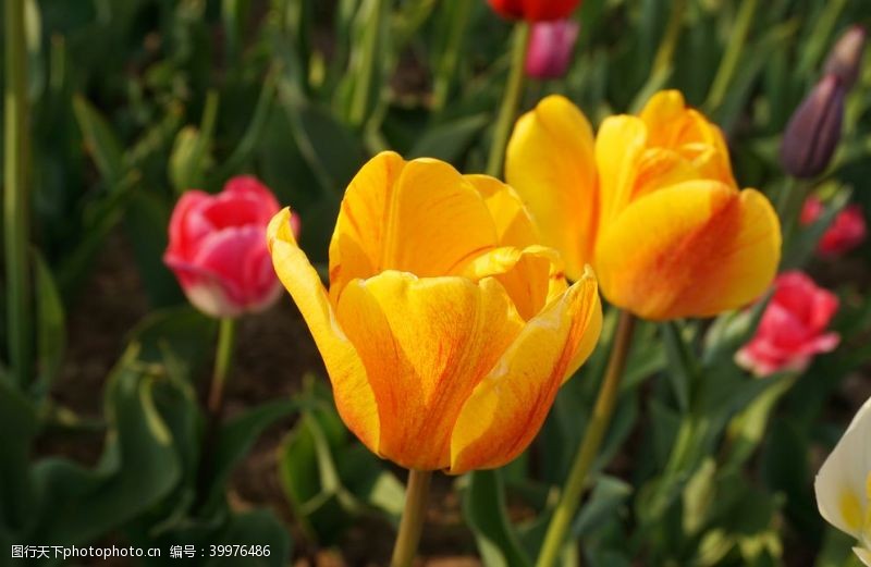 彩色的花植物郁金香特写花瓣素材图片