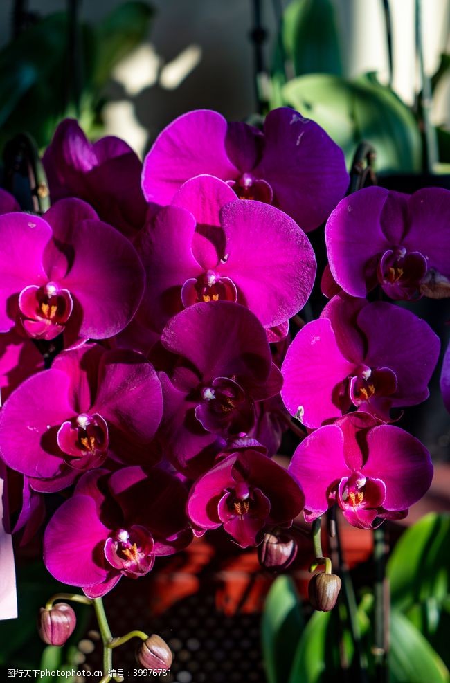优雅紫红色兰花图片