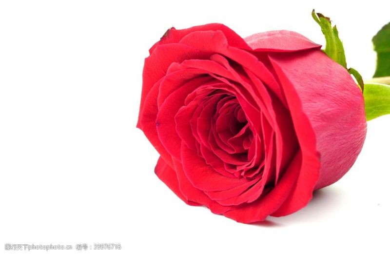 世界电影节白底上的玫瑰花图片