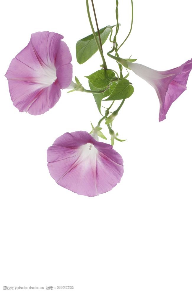 紫色花朵白色底板牵牛花图片