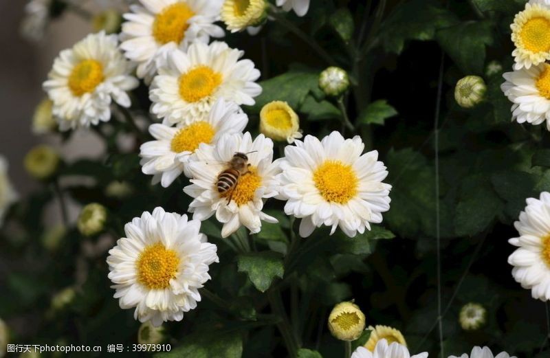 黄蜜白色菊花图片