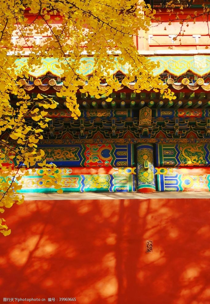 秋日北京紫禁城故宫博物馆银杏图片