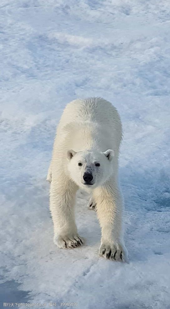 寒冷北极熊图片