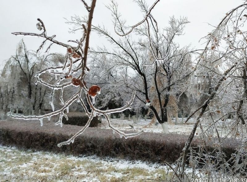 东北旅游冰包树冻雨冰冻树凝固图片