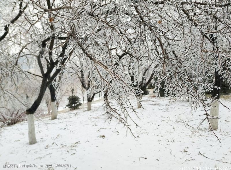 东北旅游冰包树冻雨冰冻树凝固图片
