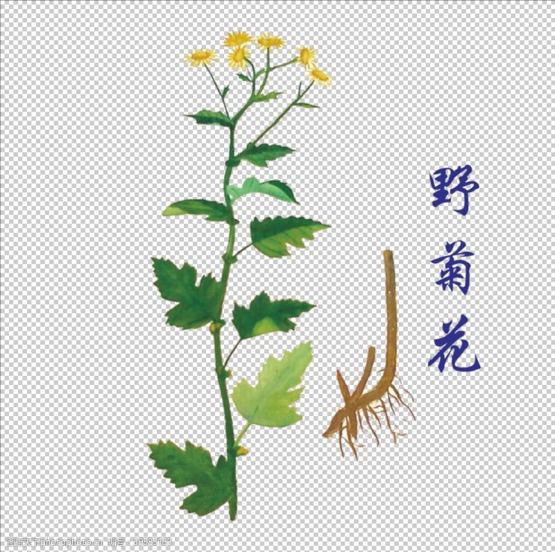 灵芝素材草本植物药材图片