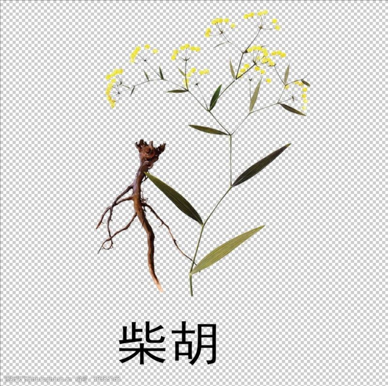 灵芝素材草本植物药材图片