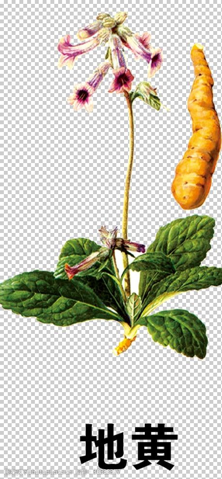 灵芝素材草本植物药材图片