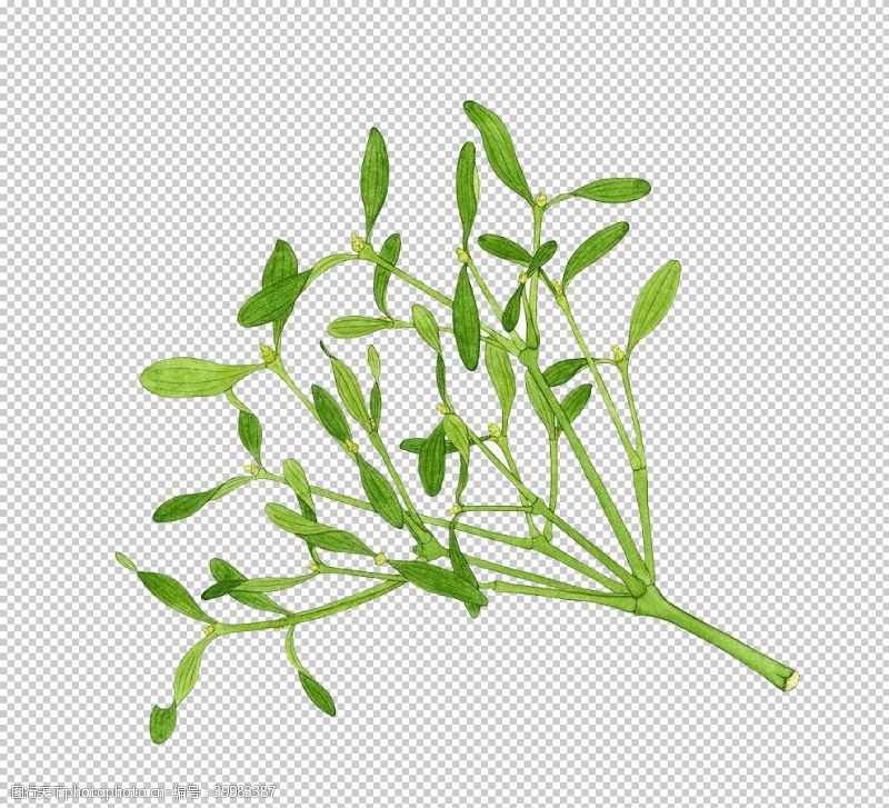 灵芝素材草本植物药材图片