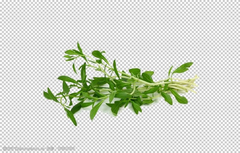 草本植物药材图片