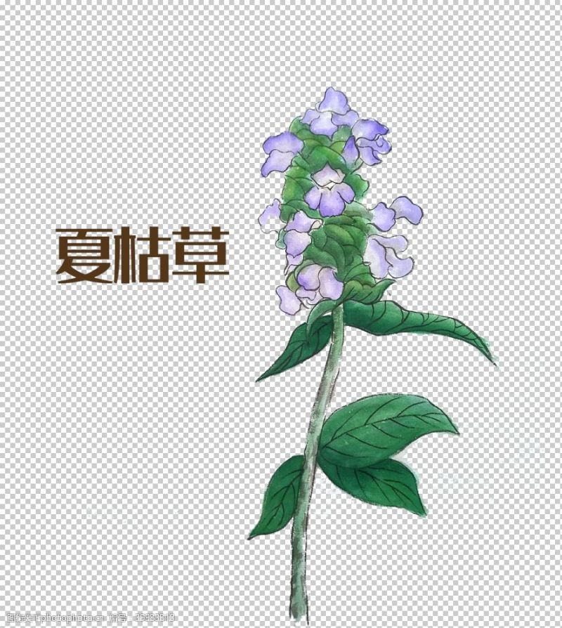 手绘植物草本植物药材图片