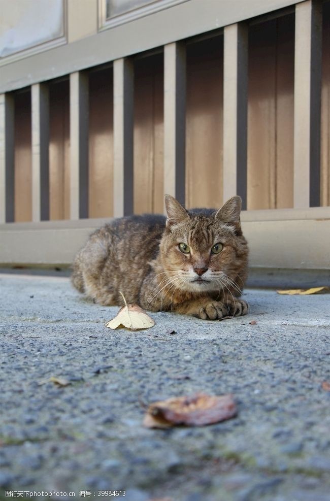 家宠宠物猫图片