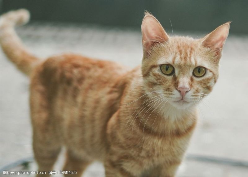 喵星人宠物猫图片