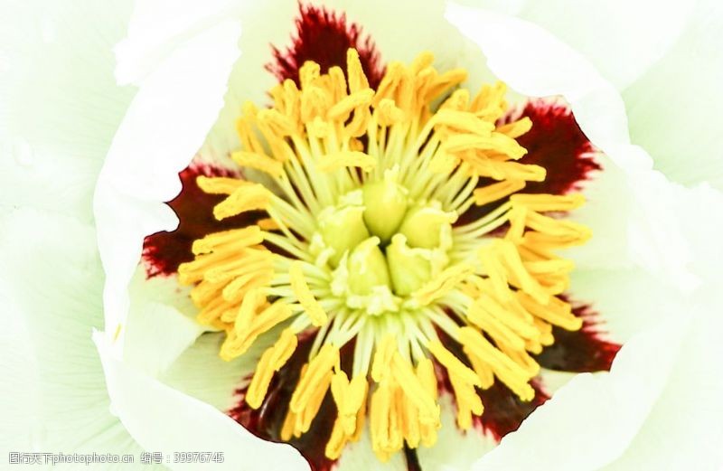 黄色背景素材初夏白色牡丹花花蕊摄影图图片