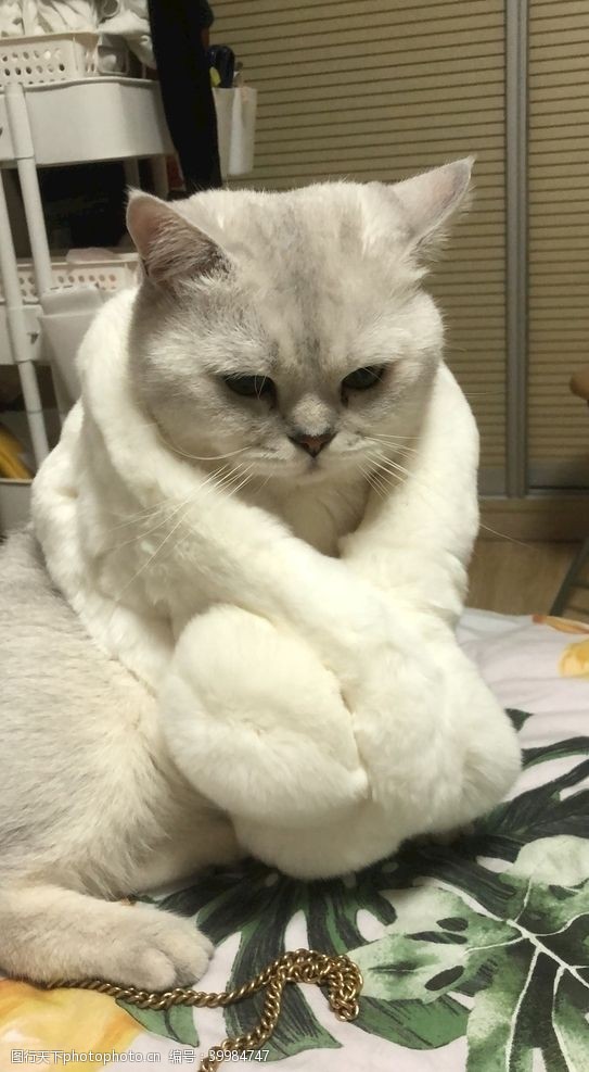 小白人戴围巾的猫图片