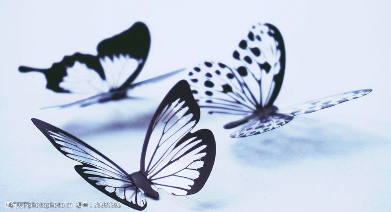 白色花朵蝶舞图片